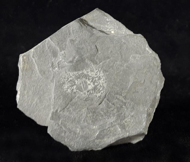 Changaspis elongata LEE in CHIEN 1961  - Bild © FossNet FossilienStore